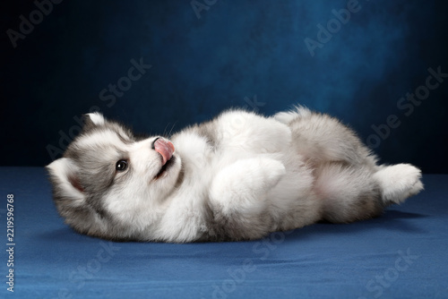 A playful Siberian Husky dog lies on its back while licking tongue on a blue studio backdrop. The cute fluffy purebred puppy shows its belly in a fun relaxed pose during an indoor photo session.