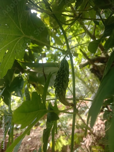 cucumbers in the garden