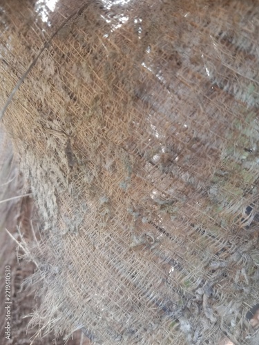 tree bark texture
