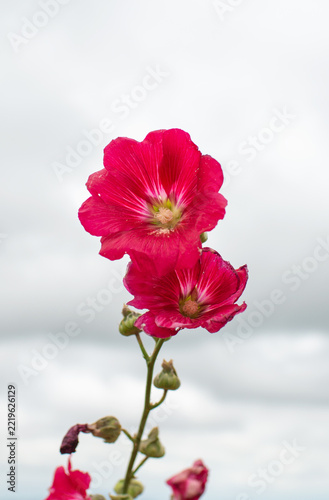 Vertical shot of bright red hollyhock flowers blooming gracefully against a soft-focused cloudy sky background.
