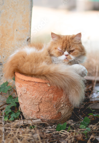 Full body shot of a fluffy ginger Persian cat resting inside a small clay flower pot in an outdoor garden setting.