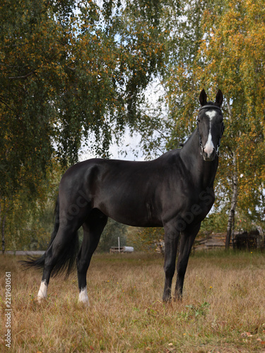 Black dressage horse portrait in autumn nature background