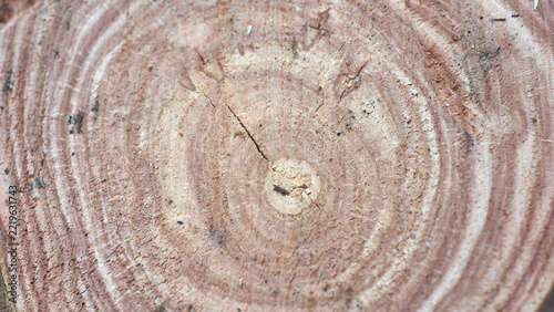 Fotografie Close-up view of rough plaster surface with hairline cracks, circular trowel mar