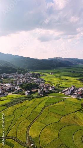 Vertical Video: Aerial view of colorful patchwork rice paddies with dividing paths in the countryside.