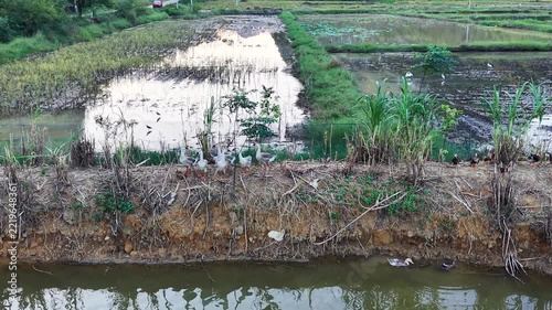 Rural documentary: Geese and ducks resting on a muddy bank beside a farm pond with farmland in the background.