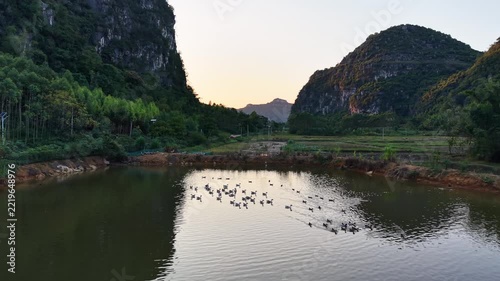 Landscape view: A large flock of ducks swimming in a calm pond at dusk with karst mountains in the distance.