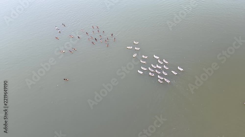 Cinematic aerial: Top down view of a flock of ducks swimming in a green pond.