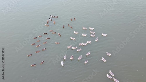 Cinematic aerial: Top down view of a dense flock of ducks swimming in a rural pond.