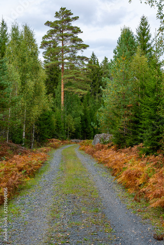 Gravel road through autumn colored forest in Sweden