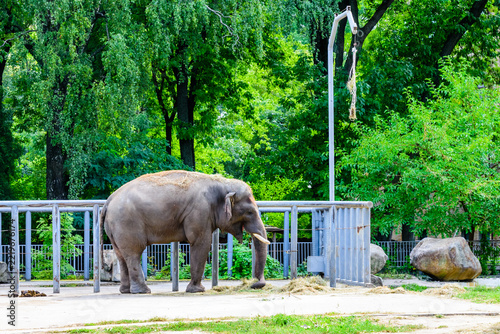 Asian or indian elephant in the corral