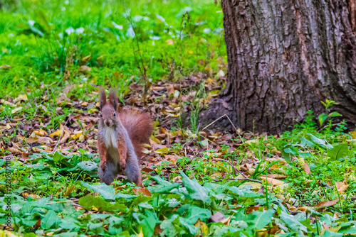 Red squirrel in a green grass in park