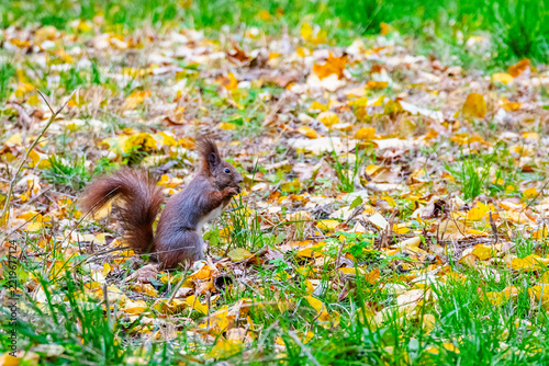 Red squirrel in a green grass in park