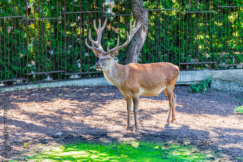 Spotted young deer male in the corral