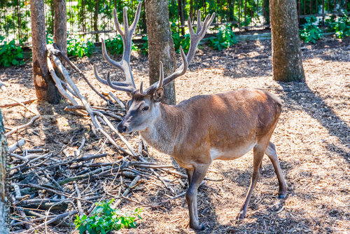 Spotted young deer male in the corral