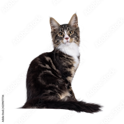 Handsome Maine Coon cat, sitting up side ways. Looking towards camera with funny nose and pattern. Isolated cutout on a transparent background.