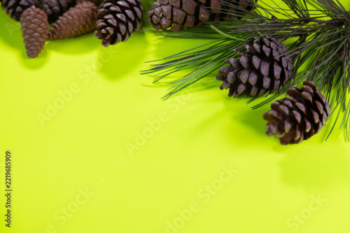 A group of pine trees against a light green background