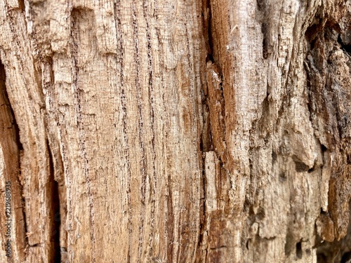 Tree bark texture displays intricate patterns of rough, weathered wood grain and vertical ridges in close-up natural detail.