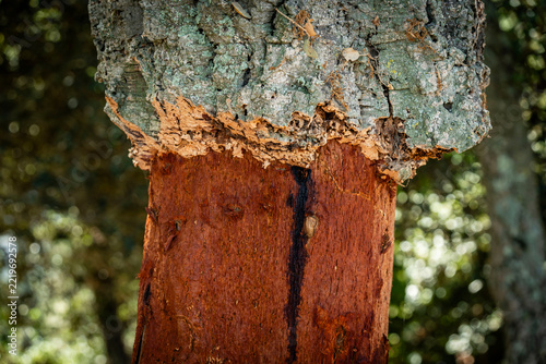 Group of cork oak trees (Quercus suber) after the bark extraction process to produce natural cork, Montnegre i el Corredor Park, Maresme region, Barcelona, ​​Spain
