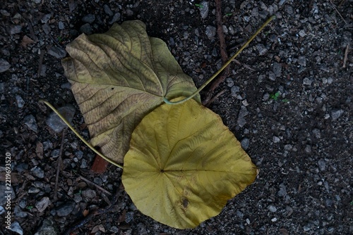 Close-up of yellow dried leaves lying on dark rocky ground, concept of change of season.