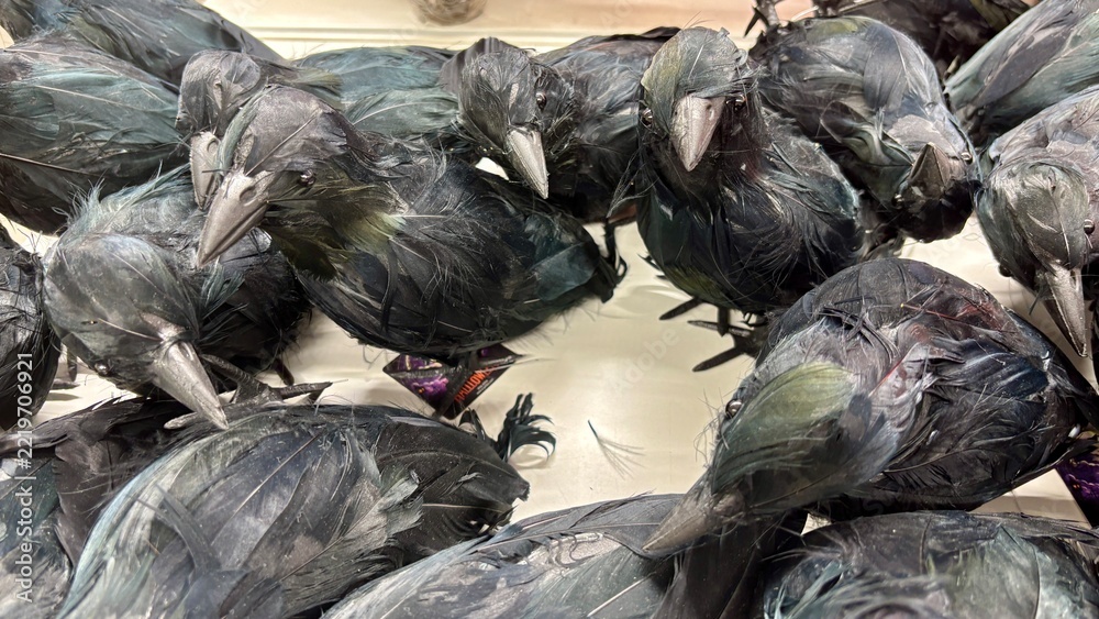 Fototapeta premium Pile of black feathered artificial crow decorations with gray beaks and clawed feet, displayed in a store bin, halloween props with dark iridescent feathers
