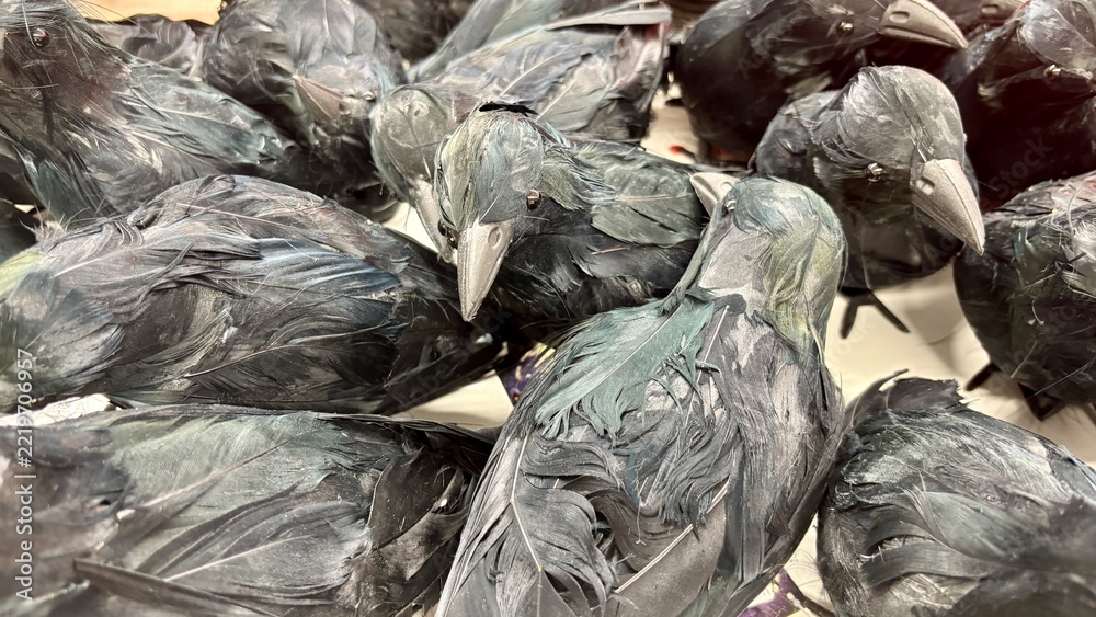 Fototapeta premium Pile of black feathered artificial crow decorations with gray beaks and dark eyes, displayed in a store bin, halloween props with glossy green and blue iridescent feathers