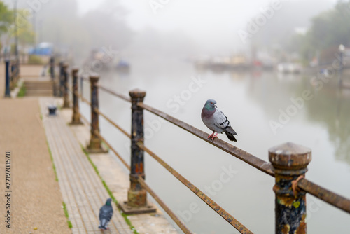 Photography A bird perched on a metal railing beside a riverside walkway overlooking the misty River Thames at Twickenham, London, England, UK