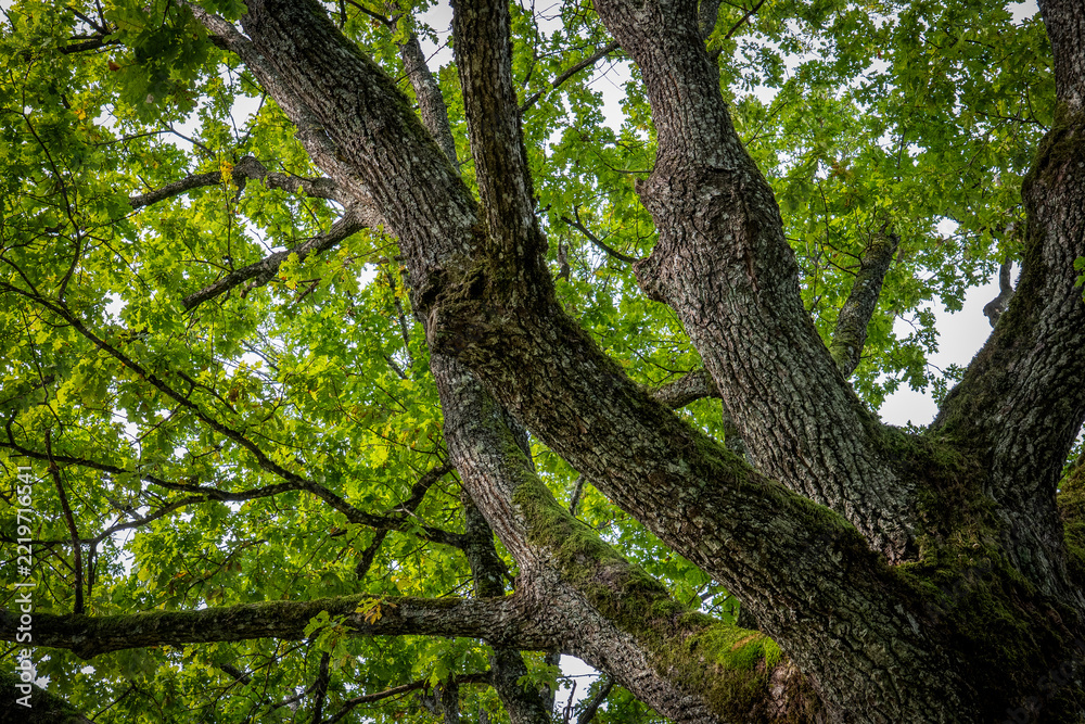 Fototapeta premium Majestic Ancient Oak Tree with Mossy Trunk and Green Canopy