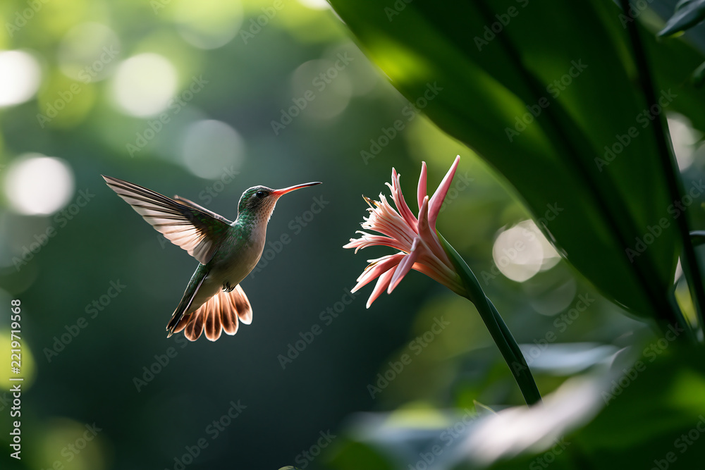 Fototapeta premium Tiny Hummingbird Flying Near Pink Tropical Flower in Lush Green Forest