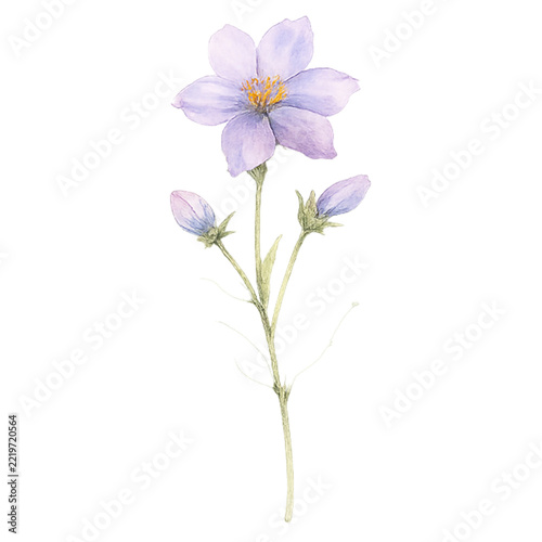 Soft purple watercolor botanical wildflower illustration isolated PNG