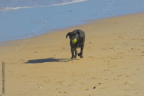 dog on a beach playing with tennis ball