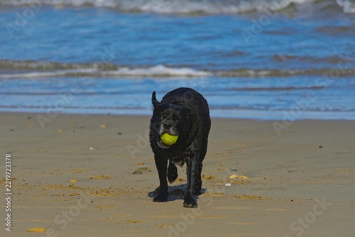 dog on a beach playing with tennis ball