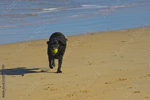 dog on a beach playing with tennis ball