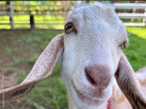 A goat looks closely at the camera it is distinguished by long ears that hang down along its cheeks and a coat that is white to light brown in color.