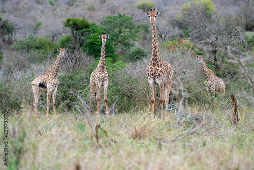 Four giraffes standing together among shrubs in African savanna