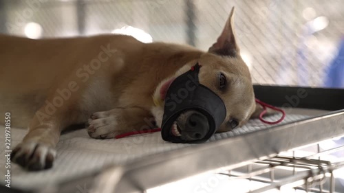 A brown dog wearing a protective safety muzzle lies calmly on an examination table in a veterinary clinic or animal hospital.