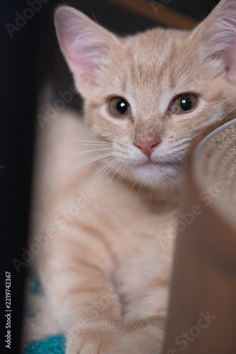 A ginger kitten looks toward the camera beside a curved object. The vertical view includes a cream foreleg below amber eyes and a pink nose against black tones.