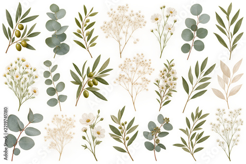 Botanical Foliage Collection with Olive Branches and Eucalyptus Leaves
