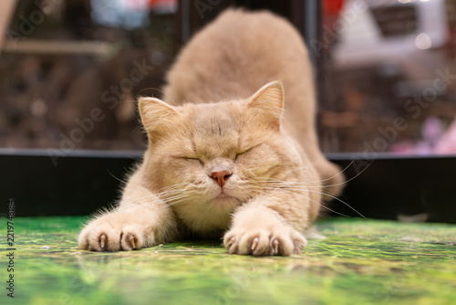 Cream cat stretching with eyes closed on green surface