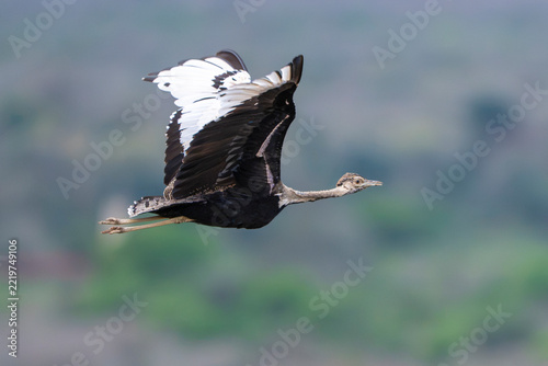African bustard in flight with striking wing pattern