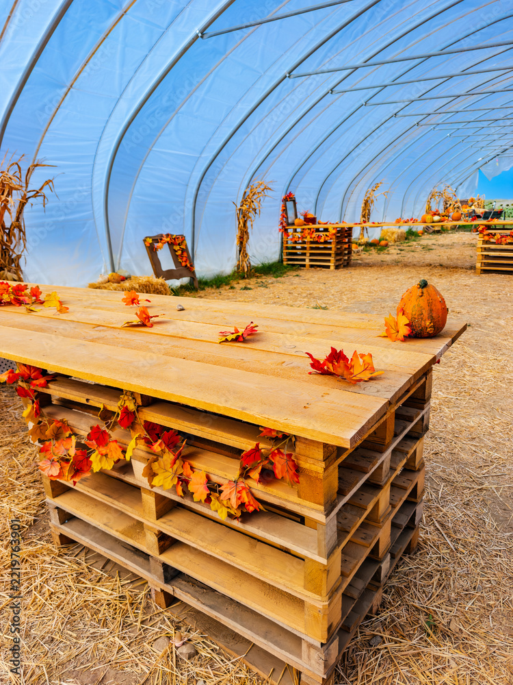 Fototapeta premium A pallet table displays a pumpkin and decorative leaves. Red and orange foliage lies on a plank surface beneath the curved ribs of a tunnel shelter.