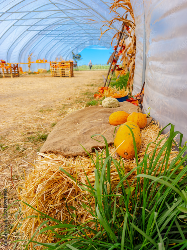 Fototapeta premium Pumpkins rest on straw beside the wall of a tunnel shelter. A brown cloth covers a bale beside green grass beneath curved metal ribs.