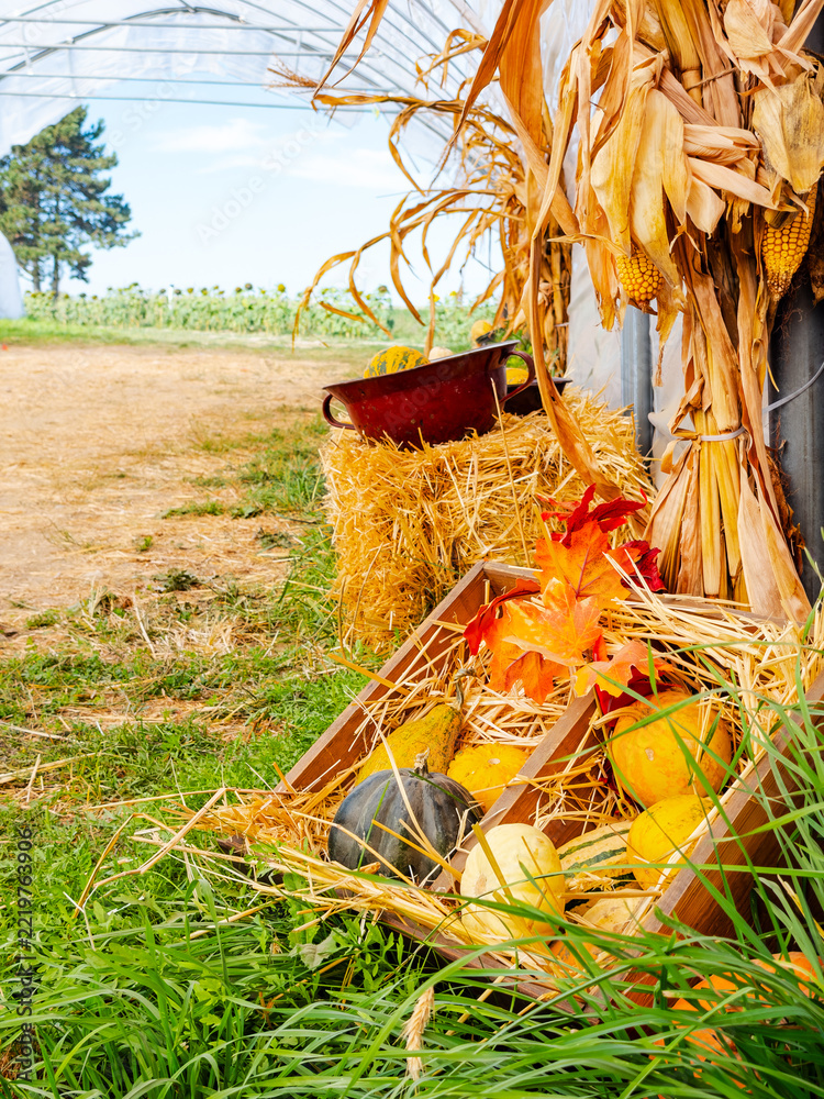 Fototapeta premium Corn stalks stand beside a straw bale and a crate of gourds. Green grass surrounds yellow skins at the edge of a tunnel opening facing a field.