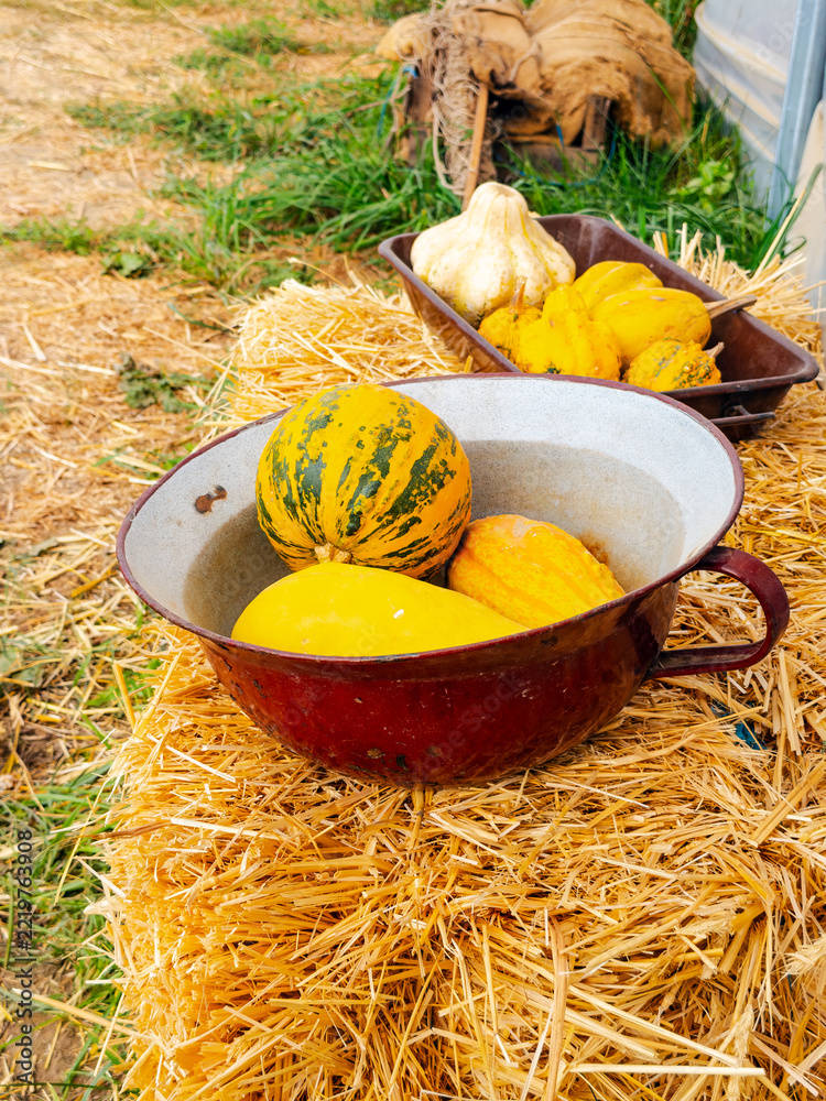 Fototapeta premium A bowl of gourds stands before a tray on a straw bale. Yellow skins and green stripes appear inside a red vessel beside grass and a tunnel wall.