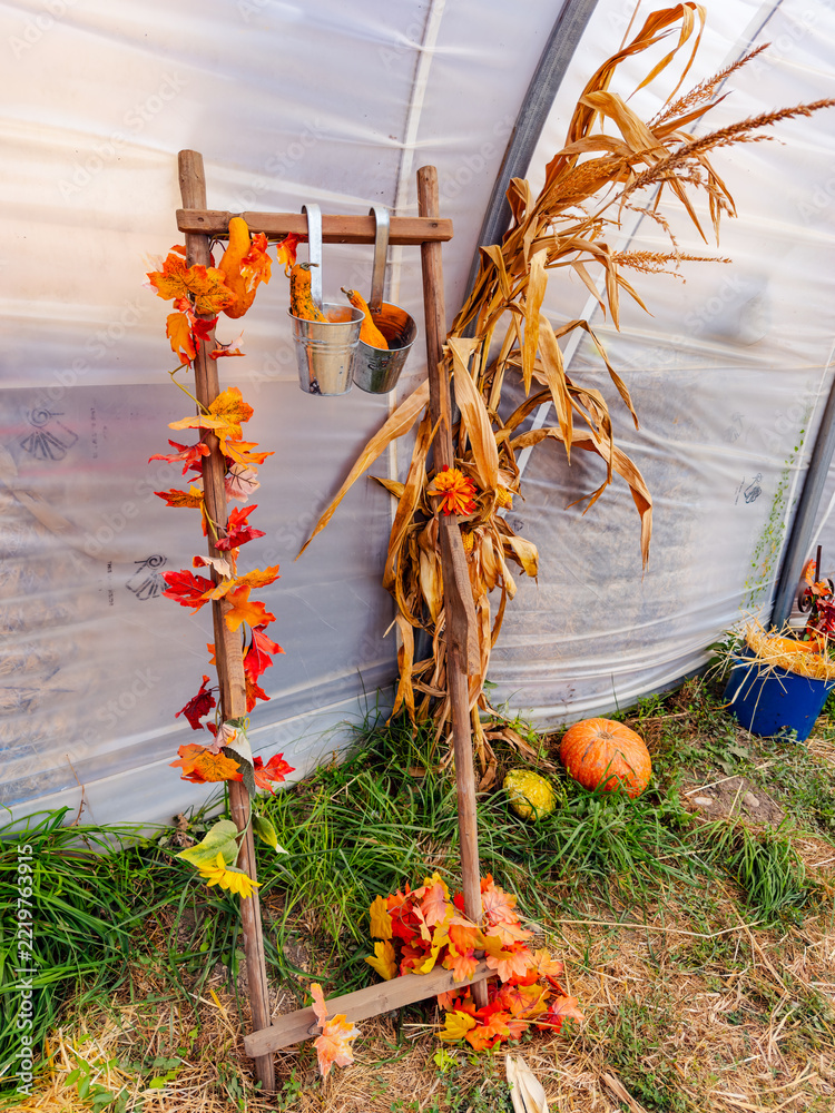 Fototapeta premium A decorated ladder leans against the wall of a tunnel shelter. Orange leaves wind around the rungs beside corn stalks with gourds at the base.