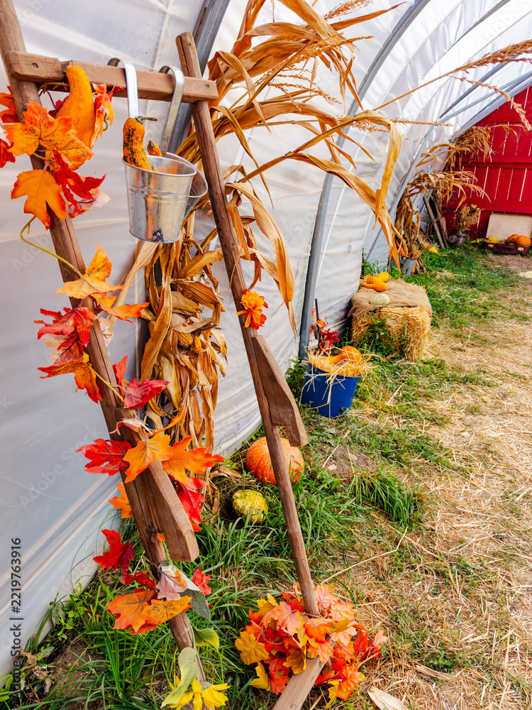 Fototapeta premium A ladder displays decorative leaves beside dried corn stalks. A metal bucket hangs from a rung against a translucent tunnel wall above grass and straw.