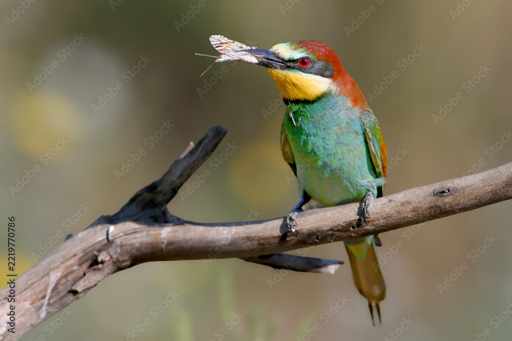 Obraz premium European Bee-eater (Merops apiaster) perched on a branch holding a butterfly in its beak.