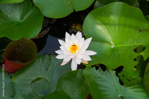 White Water Lily Blooming Among Green Lily Pads with Bee Collecting Nectar
