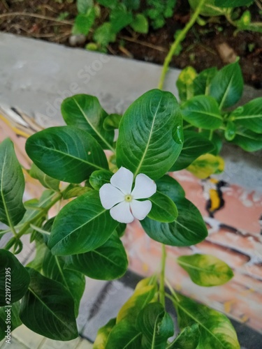 White Madagascar periwinkle flower blooming among fresh green leaves.