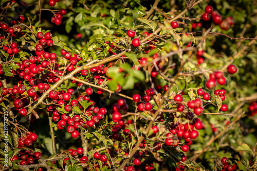 Fotografie The vibrant berries on a hawthorn bush in autumn, with selective focus