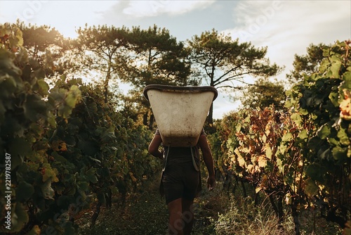 Vineyard Worker Carrying Harvest Basket During Traditional Grape Harvest